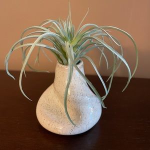 CUTE LITTLE DECO PLANT